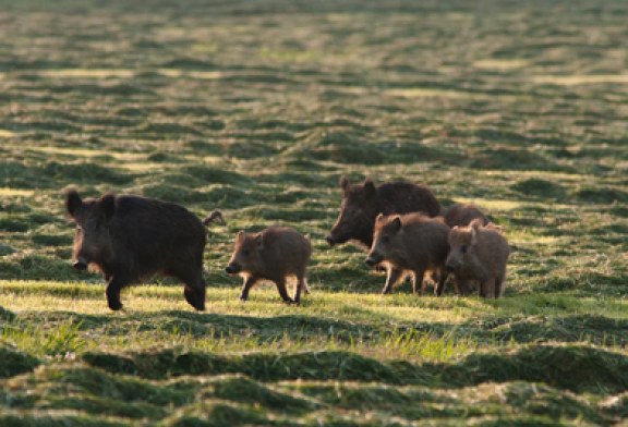 La temporada de caza mayor se cierra en Gipuzkoa con la captura de 1163 jabalíes