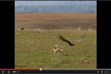 Caza del zorro con Águila Real