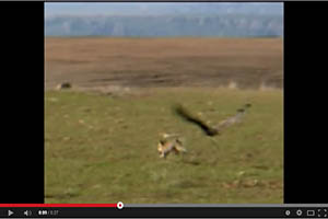 Caza del zorro con Águila Real