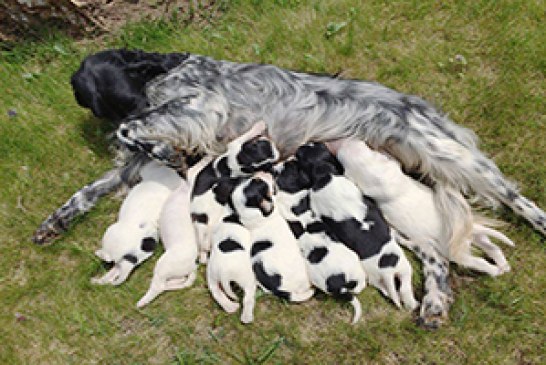 FOTO DEL DÍA: Madre y cachorros