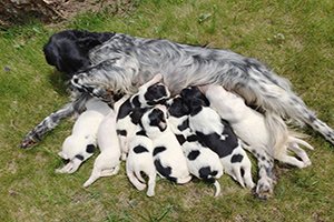 FOTO DEL DÍA: Madre y cachorros