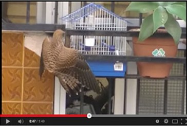 Un águila caza un pájaro en la jaula