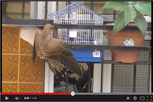 Un águila caza un pájaro en la jaula