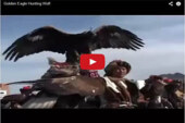 Cazando lobos con águilas