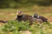 FOTO DEL DÍA: El trio; perdiz, tórtola y torcaz