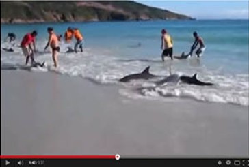 Bañistas salvan decenas de delfines