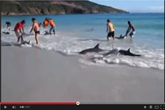 Bañistas salvan decenas de delfines