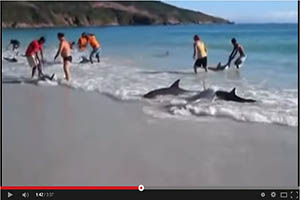 Bañistas salvan decenas de delfines