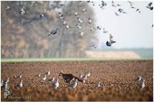 FOTO DEL DÍA: Zorro y palomas