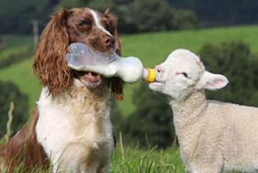 FOTO DEL DÍA: El tierno Breton