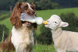 FOTO DEL DÍA: El tierno Breton