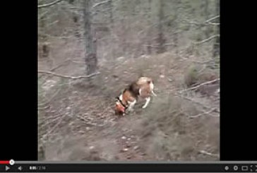 Caza de liebre con perro de rastro