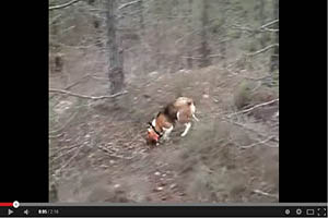 Caza de liebre con perro de rastro