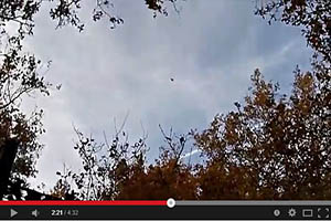 Caza de palomas en Francia