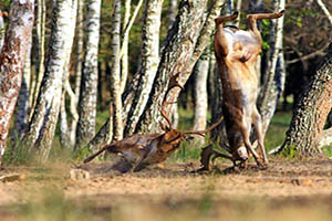 FOTO DEL DÍA: Impresionante lucha