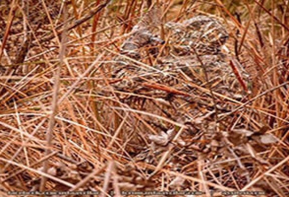 FOTO DEL DÍA: ¡Camuflaje!