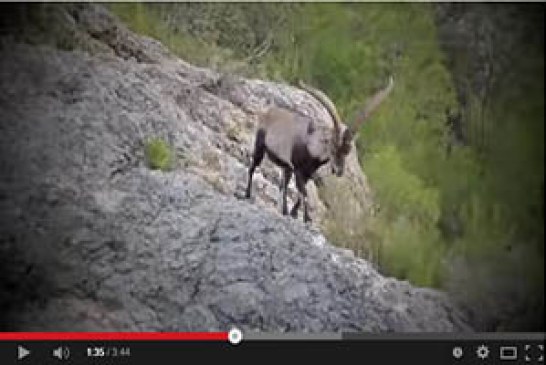 Rececho de Cabra Montes