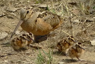 FOTO DEL DÍA: Madre becada y crías