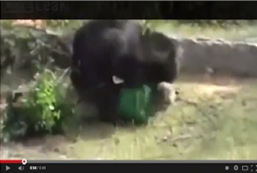 Oso mata a un agricultor en la India