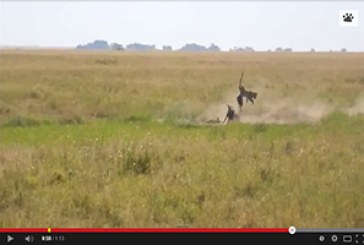 ¡Enorme jabalí ataca a leopardo!