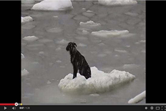 Un barco ruso salva a un perro que iba a morir congelado