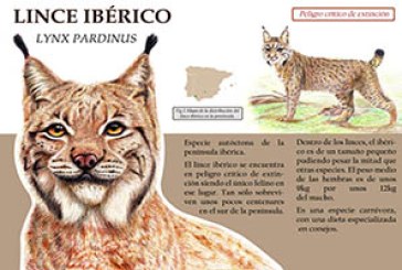 Lince Ibérico