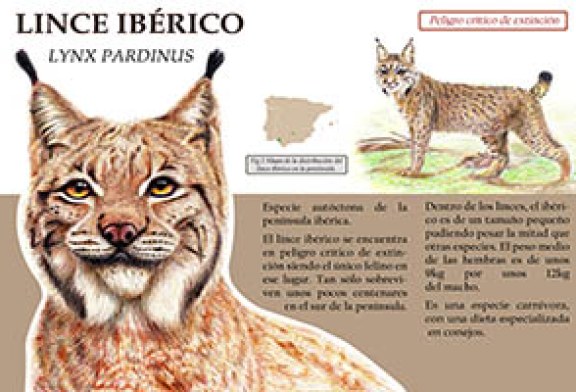 Lince Ibérico