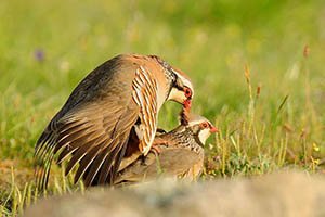 FOTO DEL DÍA: Pareja de perdices