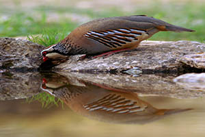 FOTO DEL DÍA: ¡Espejito, espejito!