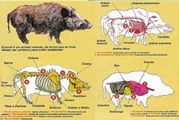 Partes del jabalí