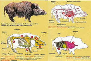 Partes del jabalí