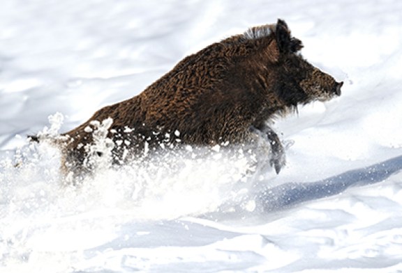 La Federación Navarra de Caza ayudará económicamente a las sociedades para que puedan alimentar a los animales afectados por las nevadas