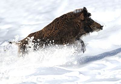 La Federación Navarra de Caza ayudará económicamente a las sociedades para que puedan alimentar a los animales afectados por las nevadas