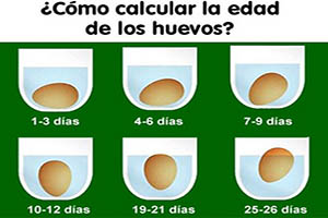 ¿Sabes el tiempo de un huevo?