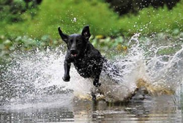 FOTO DEL DÍA: Perro de agua