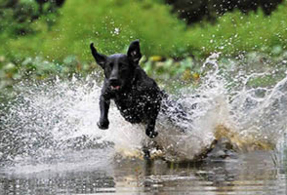 FOTO DEL DÍA: Perro de agua