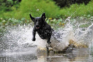 FOTO DEL DÍA: Perro de agua