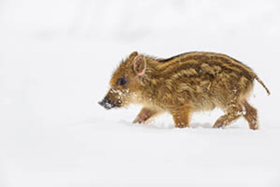 FOTO DEL DÍA: Rayón en la nieve