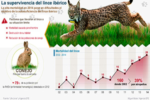 La supervivencia del lince ibérico