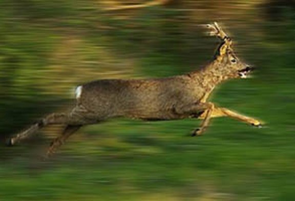 FOTO DEL DÍA: Corzo corriendo