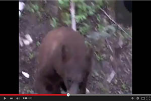 ¡Oso sorprende a cazador!