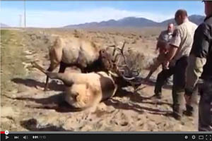 Liberan un gran ejemplar de venado