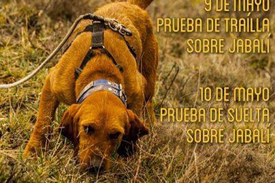 Los perros de caza mayor protagonistas en Lumbier