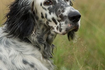 Campeonato de Álava de Perros de Muestra