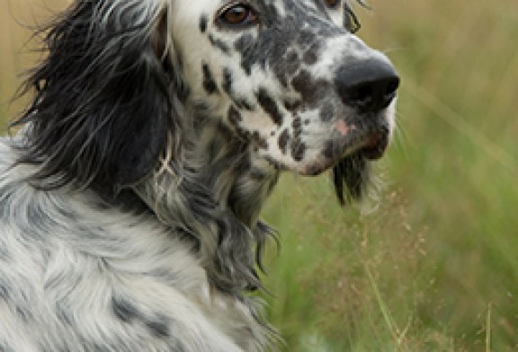 Campeonato de Álava de Perros de Muestra