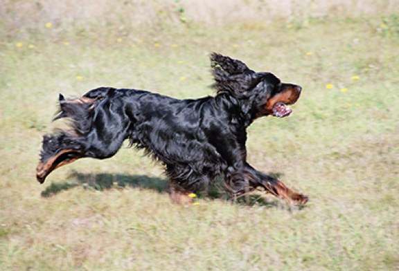 Concurso de perros de muestra de la sociedad Errekamendi de Amorebieta