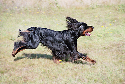 Campeonatos de Euskadi de Perros de Muestra y Silvestrismo el domingo