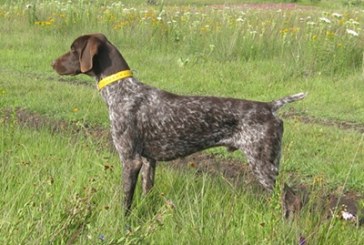 Campeonato de Navarra de Perros de Muestra este sábado en Mendavia