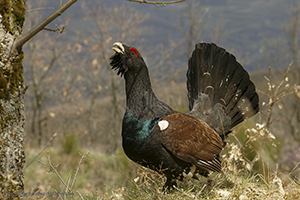 FOTO DEL DÍA: Urugallo