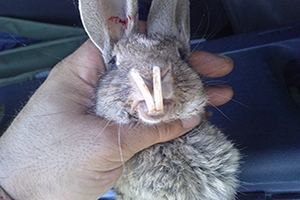 FOTO DEL DÍA: El conejo jabalí